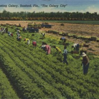 S-8-- Harvesting Celery, Sanford, Fla., &quot;The Celery City&quot;